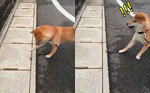 (影)柴柴初遇昆蟲嚇歪　逃命速度驚人連鏡頭都追不上！