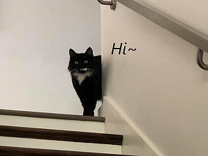 黑白貓偷進女子家　征服毛孩還睡她枕頭：朕決定住這裡！