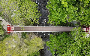 (影) 遠眺桃山賞七家灣溪！武陵農場京華橋成新亮點