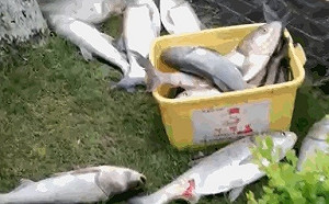 (影) 中國洪災的小確幸 水庫洩洪「飛魚」滿天 下游民眾瘋狂撈