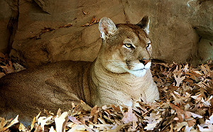 美研究指出 疫情可能讓成千上萬頭動物躲過被路殺的悲劇