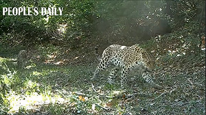 (影) 明星豹 F8 首度離開出生地 中國特有華北豹全家往北遷移