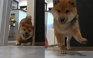 (影)推主用零食誘騙洗澡　柴柴竟神速叼走成功落跑：來抓我啊～