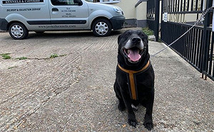 14歲黑拉拉遭棄　飼主留下紙條「我學不乖」丟回收容所