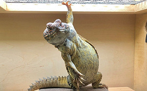 一早醒來見自家蜥蜴超帥經典動作　網友馬上P圖幫牠圓夢！