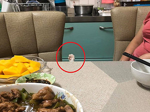 餐桌旁出現「超萌小手」　虎斑貓：這邊加一喔！