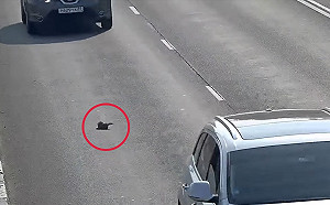 (影)小貓車陣中翻來滾去驚險萬分　男子不顧安危急煞救援！