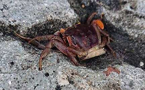 去幫陸蟹過馬路！綠島暑假另類旅行超夯