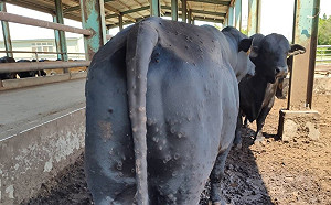 防牛結節疹疫情擴散！金門地區82頭牛已撲殺