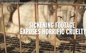 數千狐狸活生生被剝皮  某國煉獄屍山畫面曝光  網:就是支那