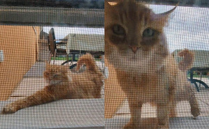 (影)鄰居橘貓一搬來就當自己家　每早飛奔過來要開門：等很久捏！