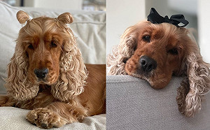 (影)狗界「金髮尤物」可卡犬天生浪漫捲髮　絕對讓你多看兩眼