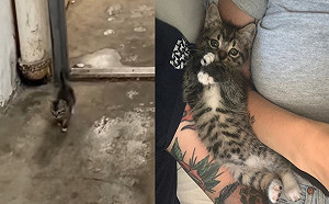 (影)小浪貓溜進女子家不走　堅持討抱抱求關注：妳家朕掌管囉！