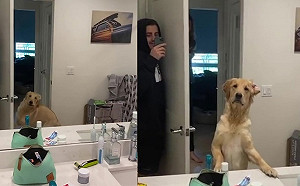 (影)帥金玩捉迷藏興奮飛奔找主人！看到鏡子瞬間呆掉：在裡面怎抓？