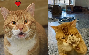 (影)橘白貓在動物之家見人雙手狂揮　使出賣萌技引誘收編：養偶！