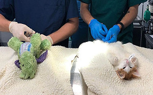 橘白貓結紮好緊張　醫院讓玩偶好友上手術台全程陪伴