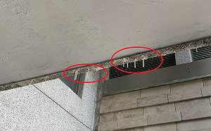 台中市政公園驚見鐘乳石奇景！  綠營批：覺得市長民調太高嗎？