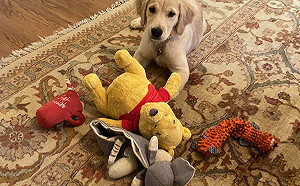 開嘲諷？美國務卿PO愛犬最愛玩具 小熊維尼赫然入列