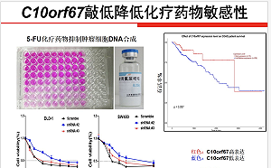 「拼爹」拼很大 昆明小六「神童」研究癌症獲科學獎 父承認「過度指導」