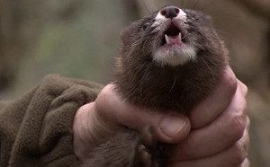 美國爆發武漢肺炎人傳貂 1萬隻貂染疫死亡