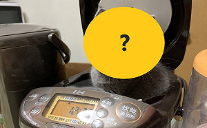 飯鍋出現「謎樣灰生物」 一臉呆萌：這是我的新床嗎？