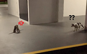 (影)女子目睹兩隻老鼠打架 喵星人全程呆看網笑:傻眼貓咪？