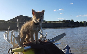 男子釣魚意外跌進河裡　竟撈回一隻垂死小萌狼！