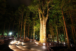 看電影避暑去!阿里山首創森林實景仲夏電影院