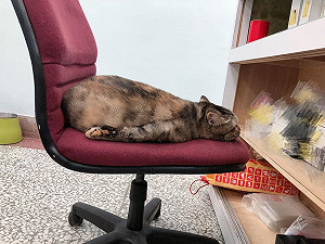 厭世星期一！店貓奇特怪姿趴臥椅子上　網笑：是海豹嗎？