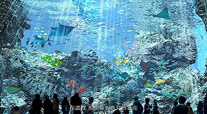 開幕門票比五月天還難搶!北台灣最大水族館售票網站慘癱瘓
