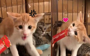 (影)小浪貓哈氣爆打肉泥　舔一口「味道還不錯」開飛機耳狂吃！