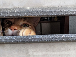 (影)家貓預知主人到家竟等門迎接　貓手伸出投信口狂揮：歡迎回來