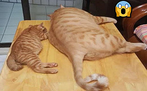 飼主曬對比照「3XL」大喵條紋都撐開　媽嘆：養橘貓要三思！