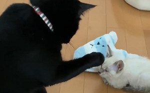 (影)黑貓初見新來小貓竟出手準備巴下去　「結局神反轉」網友笑歪