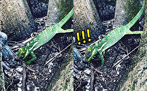 (影)樹蜥媽手手壓不停忙藏蛋　抬頭驚覺被發現下秒網笑翻！