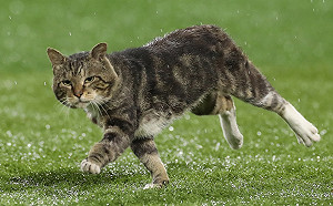 (影)可愛插曲！浪貓闖進日本棒球比賽現場　職棒球評興奮播報
