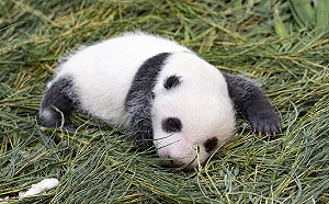 貓熊寶寶「圓仔妹」滿月！動物園推「好名」票選活動慶祝