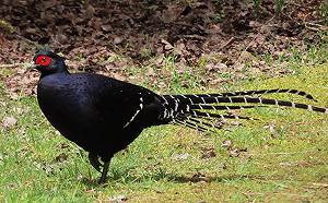 阿里山生態體驗營4梯次  明28日起受理報名