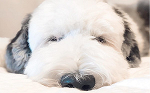 (影)混血牧羊犬擁有白臉黑垂耳　簡直就是「史努比」本尊！