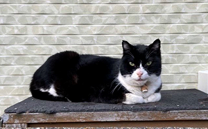 請找出躲藏的貓！網友集思廣益找破頭嘆：高難度版「躲貓貓」