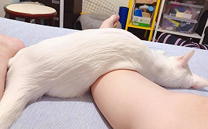 流體白貓化身「龍鬚糖」相似度百分百　網笑：很軟Ｑ！