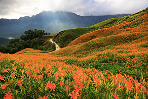 花蓮賞金針花必拍必吃！15處新拍照景點搶先看