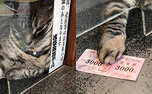 (影)日本演藝廳厭世貓咪售票員　愛理不理竟引瘋傳：還不買爆！