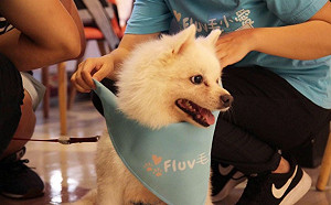 創夢市集》毛孩照護共享平台「毛小愛」 站穩台灣市場 放眼日韓(下)