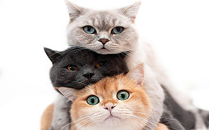 (影)貓咪「丸子三兄弟」愛玩疊疊樂　網友直呼：好想咬一口！