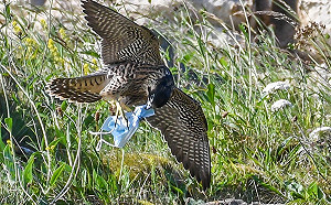 遊隼雙爪遭廢棄口罩糾纏　攝影師心痛控訴：恐害死牠！