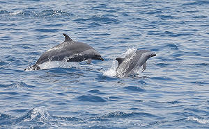 出海追鯨豚！全台4港口展開賞鯨奇航