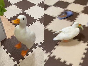 (影)葉菜遭「飢餓鴨霸」全搶走　邊嗑邊逃主人笑噴狂追！