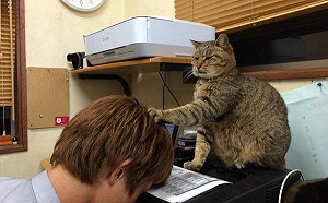 (影)賽車場辦公室貓職員很囂張　公然偷懶還意圖「控制人類腦波」