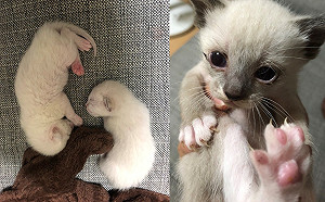 (影)狸貓換太子？雪白小貓竟越養越黑　主人曝驚人進化史